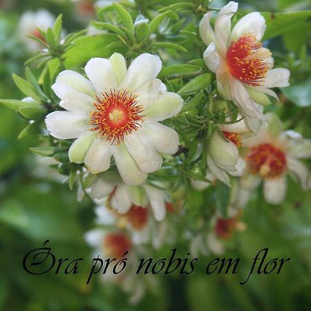 Fora De Casa Guest House Poa Porto Alegre Ngoại thất bức ảnh