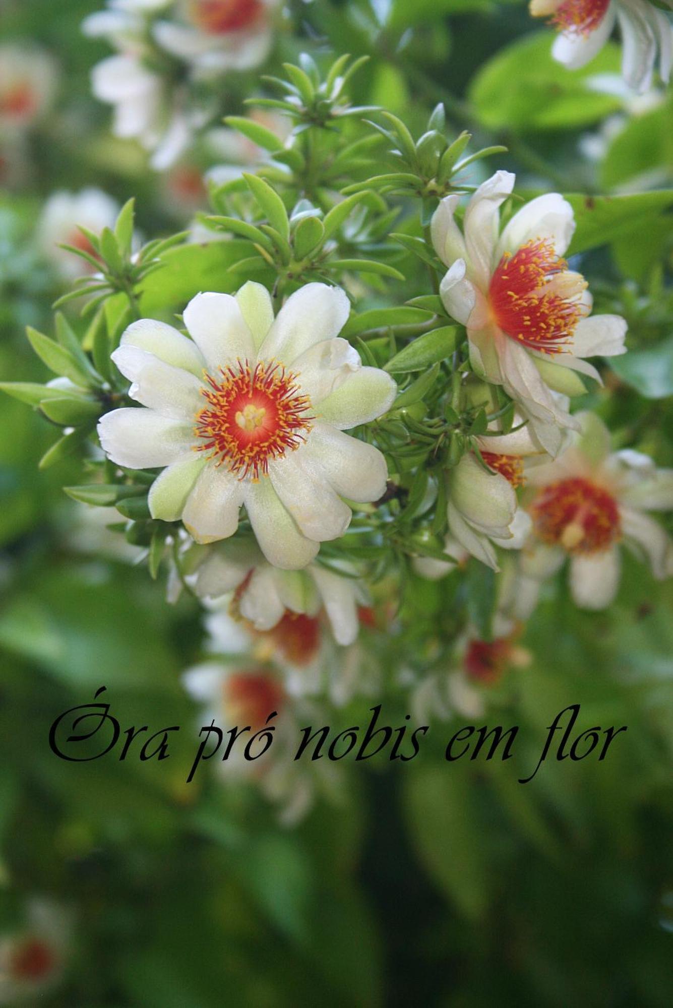 Fora De Casa Guest House Poa Porto Alegre Ngoại thất bức ảnh