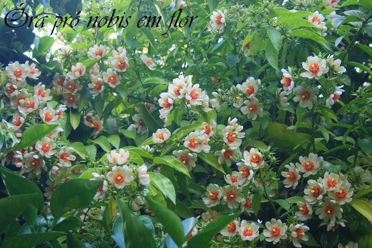 Fora De Casa Guest House Poa Porto Alegre Ngoại thất bức ảnh